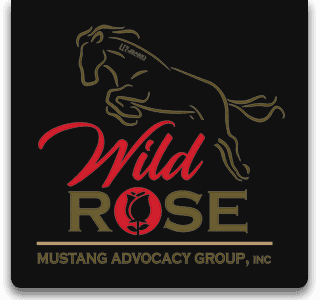 Wild Rose Mustangs logo - Contact us
