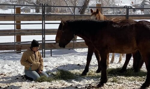 Mustang Rehabilitation Colorado
