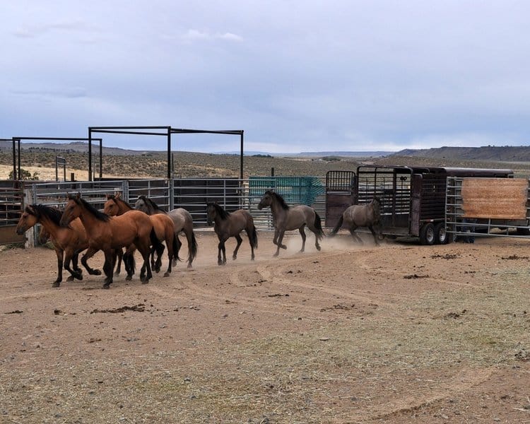 Dropoff at facility - BLM Mustang Horse for Sale