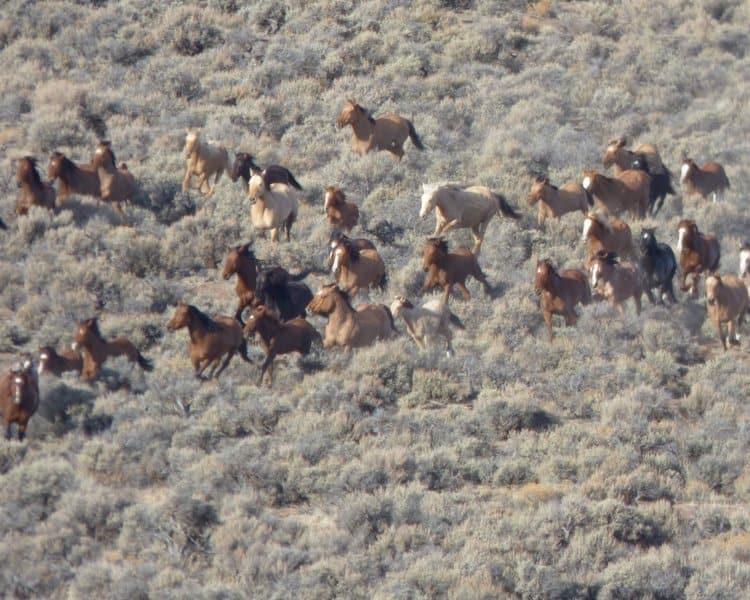 Herd management area - Wild Mustang Sanctuary Colorado