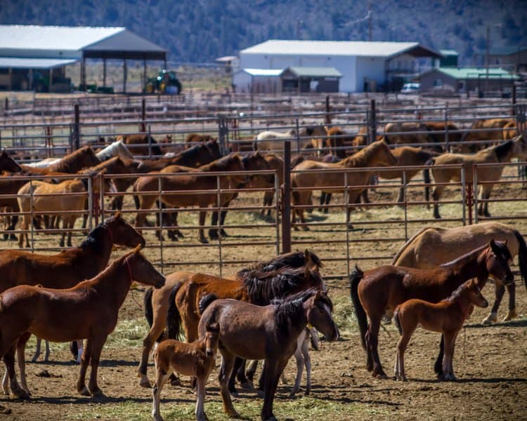 Oregon holding facility - Mustang Horses for Sale in Colorado