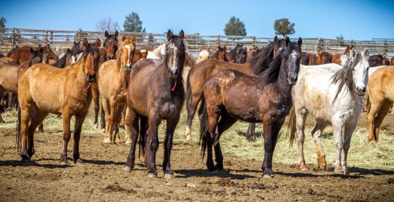 Horse Adoption Colorado