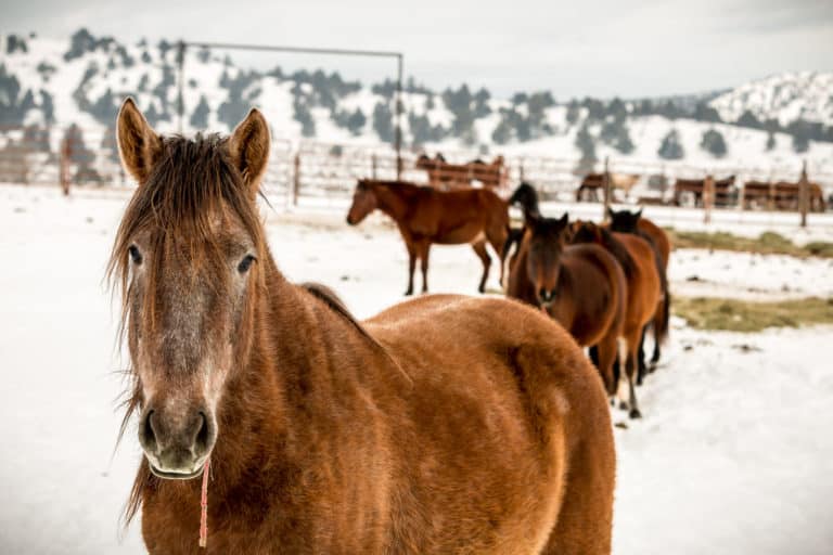 Wild Horse Advocacy Colorado