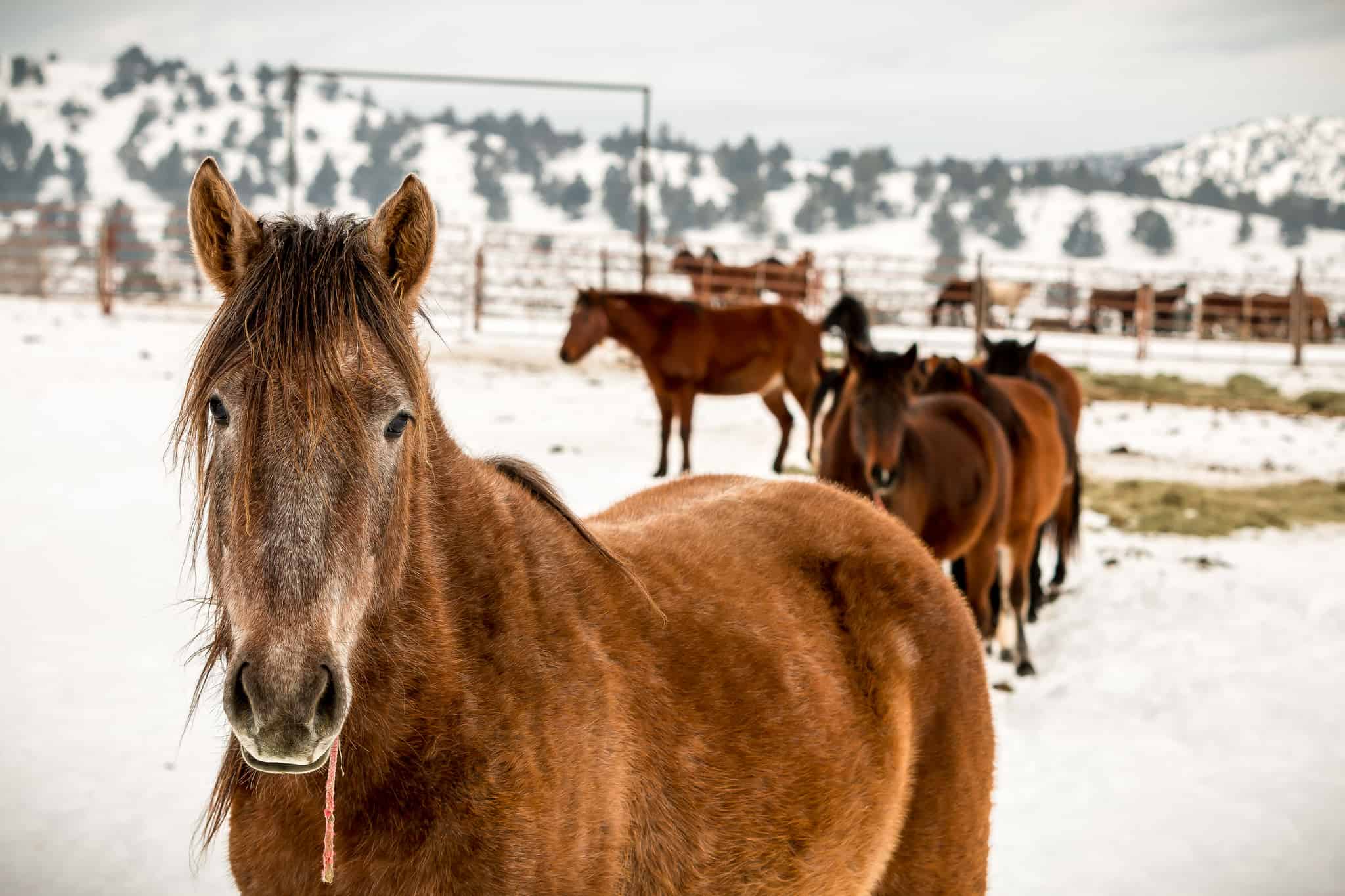 Winter mustang - - Wild Horse Advocacy Colorado - make a donation