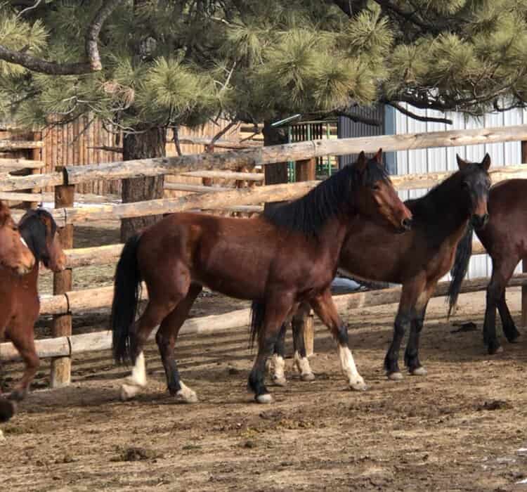 Coal - Colorado Horse Rescue