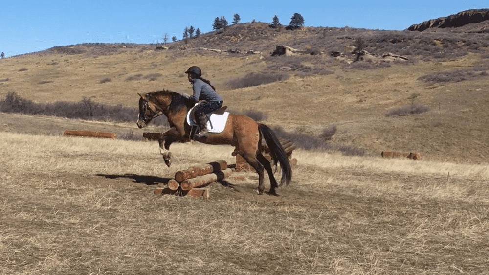 MeettheMustangsPercy 1 - Mustang Horses for Sale in Colorado 