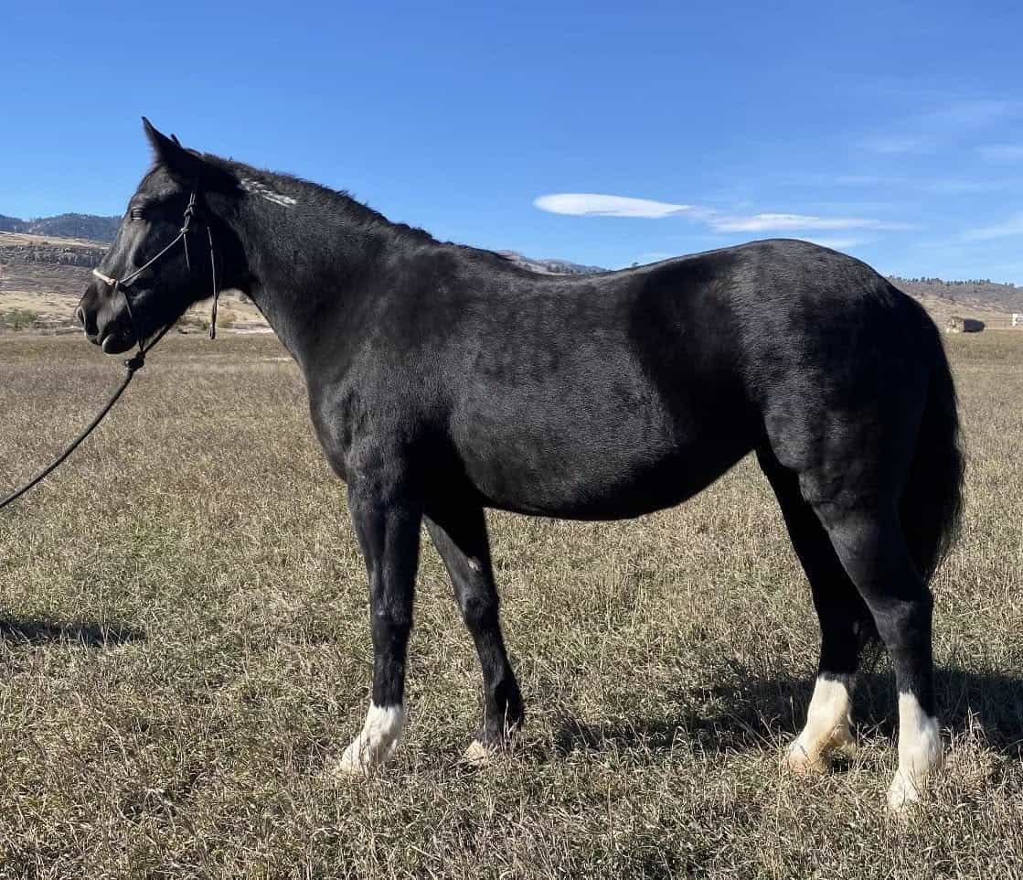 Lyra 2