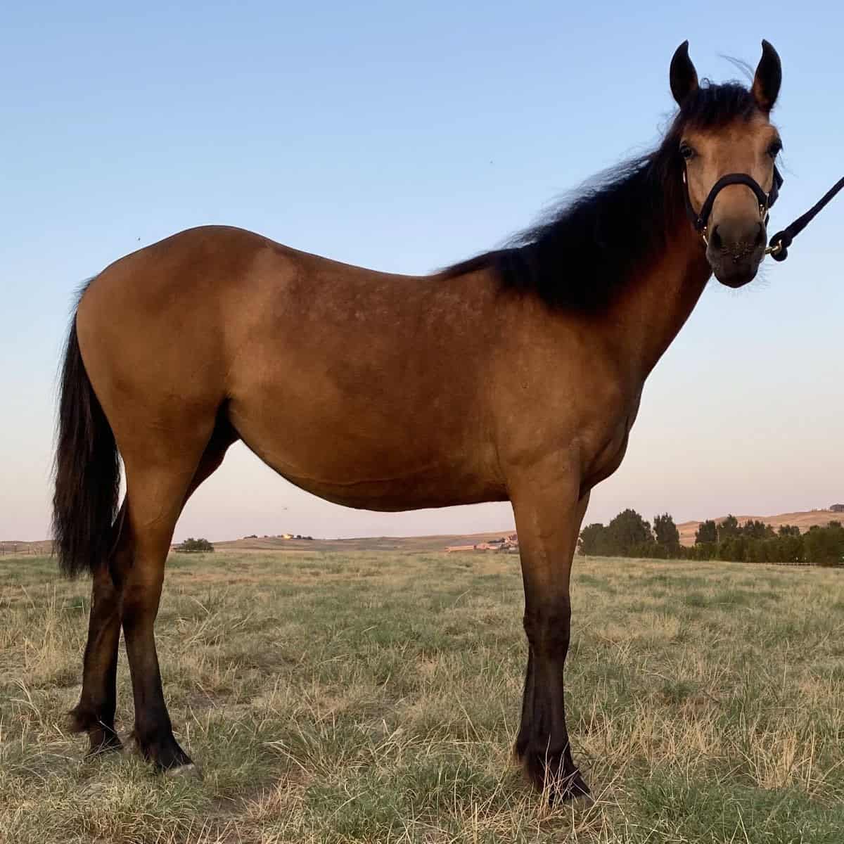 Lyra 2