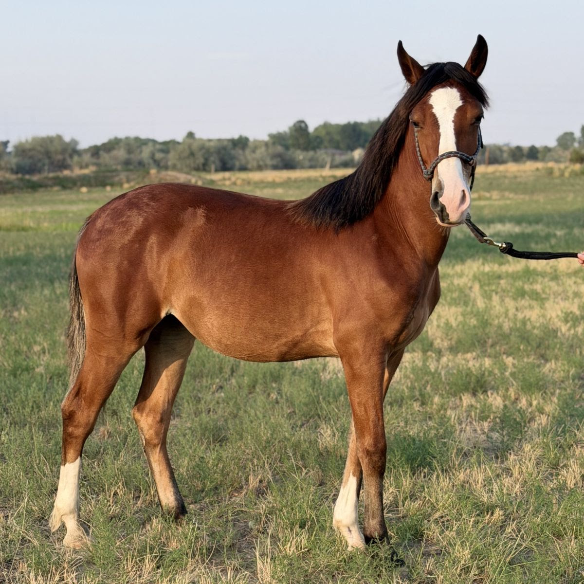 Lyra 2