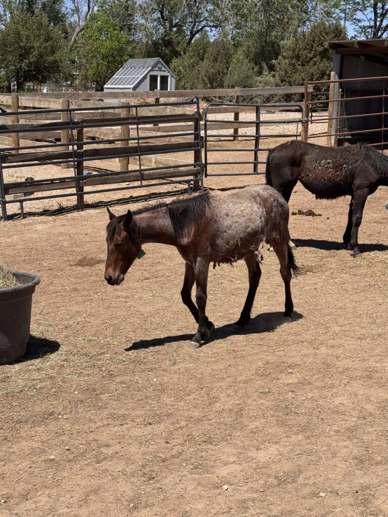 Sandi Before