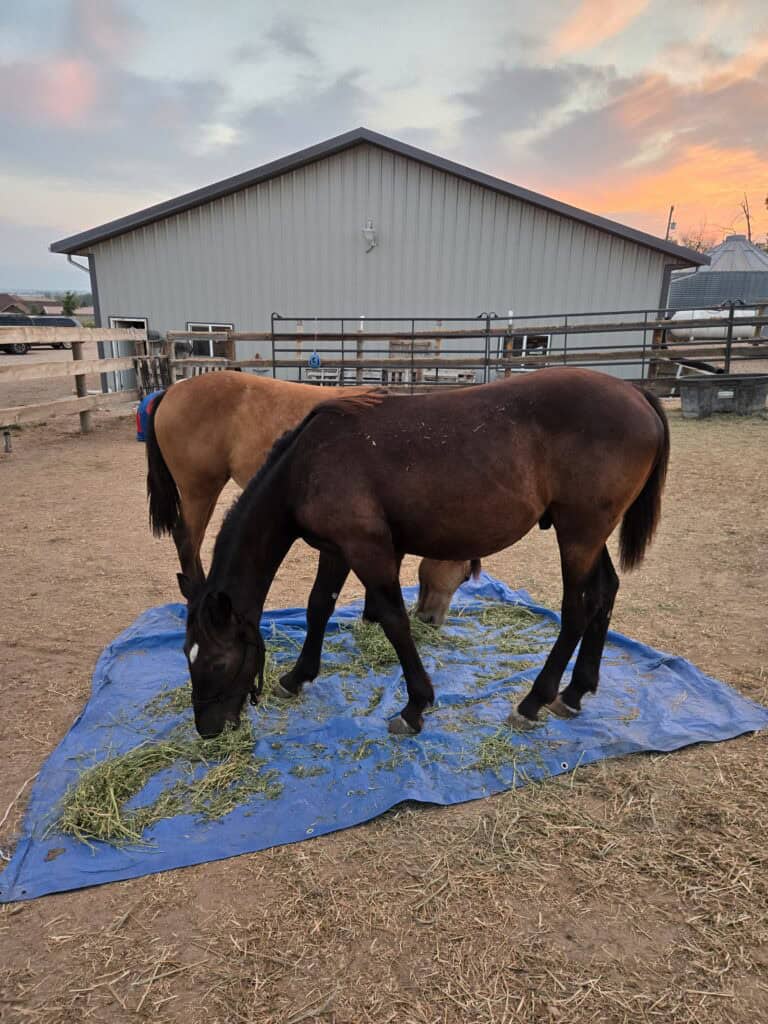 Porter on tarp