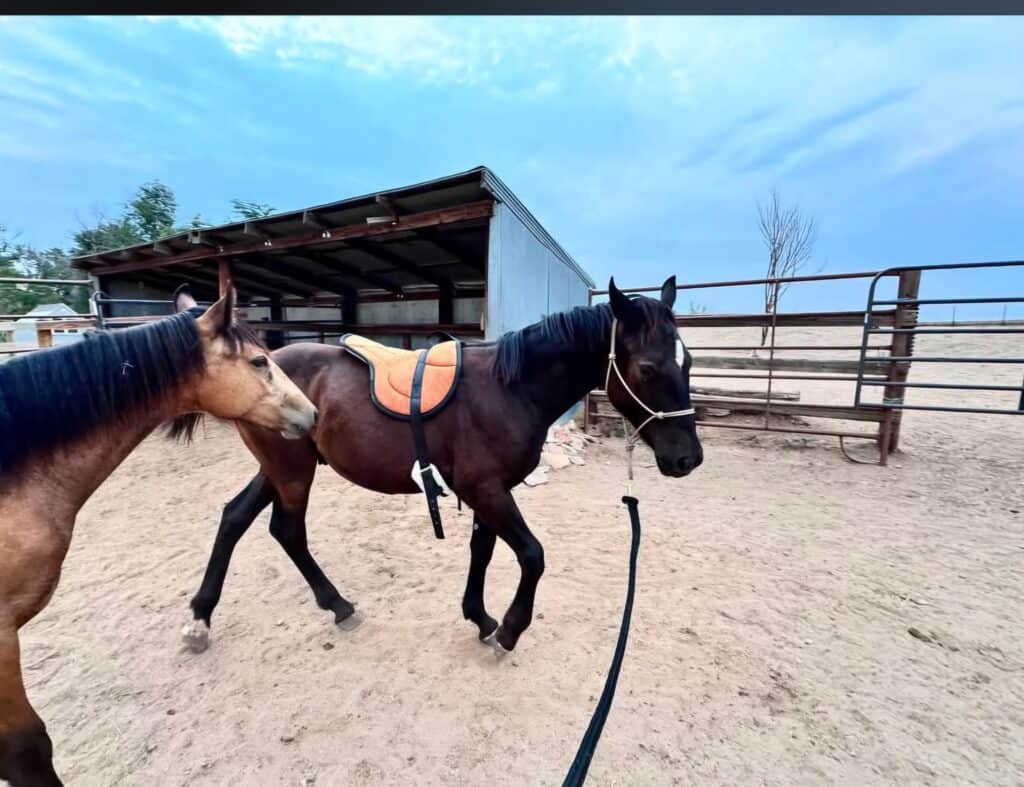Porter with saddle